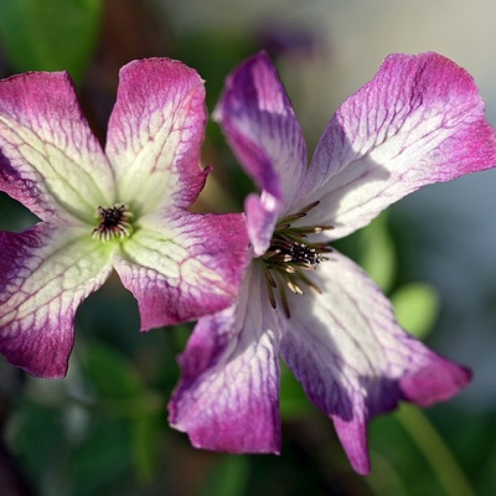 Клематис ботанический Minuet