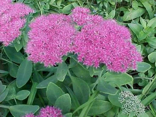 Очиток (Sedum) "Ruby Jewel"