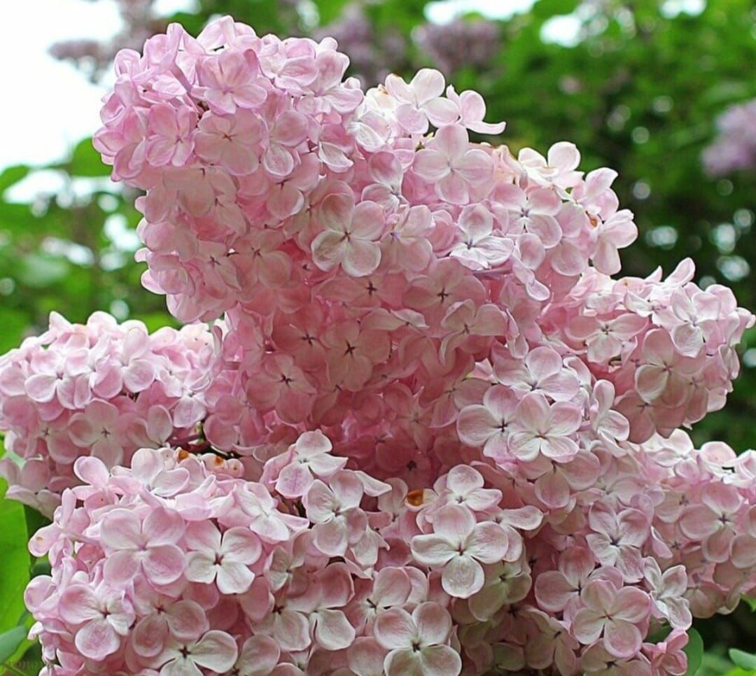Сирень обыкновенная (Syringa vulgaris) “Вечерний звон”