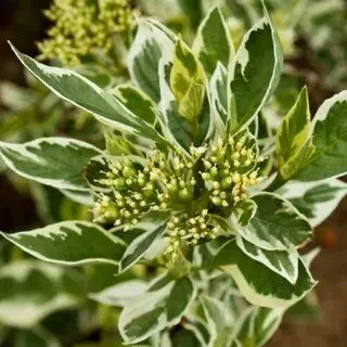 Дерен отпрысковый  «White Gold»