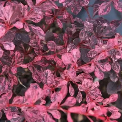 Барбарис Тунберга (Berberis thunbergii)            'Pink Queen'