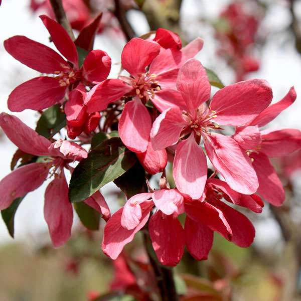 Яблоня декоративная (Malus) «Mokum»
