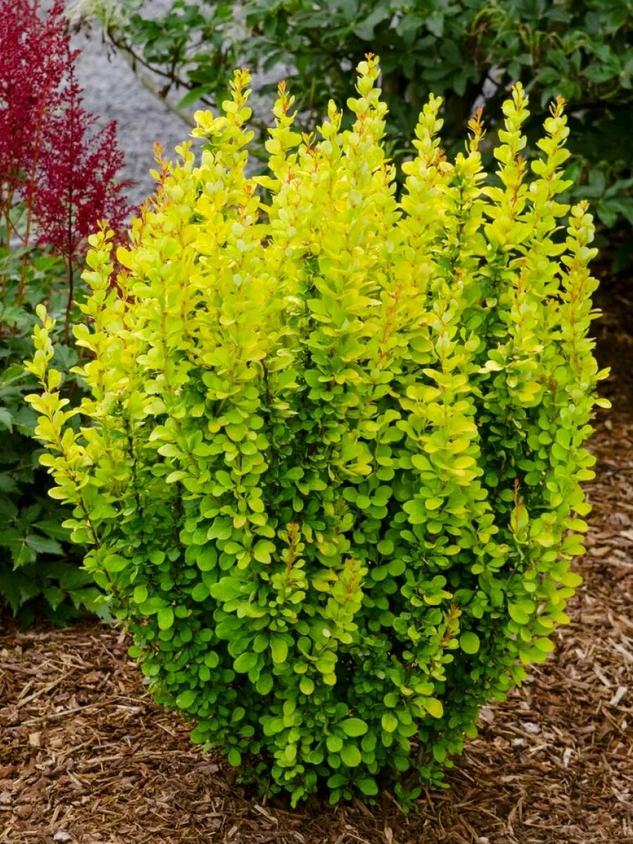 Барбарис Тунберга (Berberis thunbergii) «Sunny»
