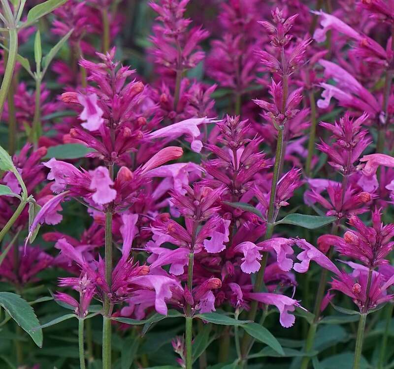 Агастахис или многоколосник (Agastache)"Rosie Posie"