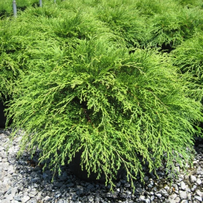 Микробиота перекрестнопарная (Microbiota decussata)