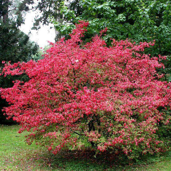 Бересклет европейский (Еuonymus europaea)