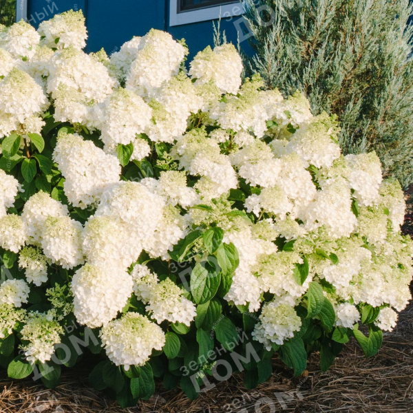 Гортензия метельчатая (Hydrangea paniculata) «Little Hottie»