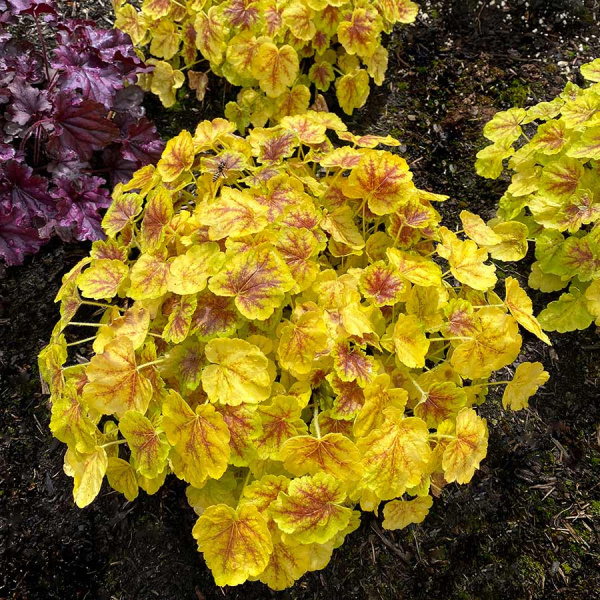 Гейхерелла   (Heucherella)                        «Solar Power»