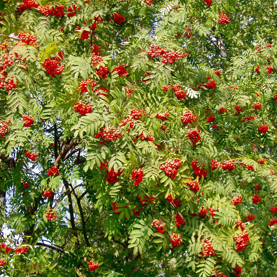 Рябина обыкновенная (Sorbus)