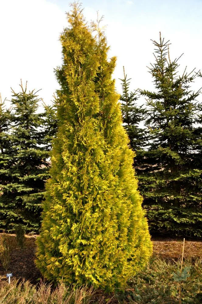 Туя западная  (Thuja occidentalis)“Yellow Ribbon”