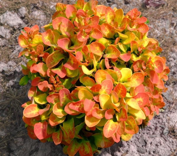 Барбарис Тунбергера (Berberis thunbergii) «Anna»