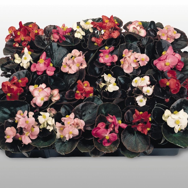 Бегония вечноцветущая (Begonia semperflorens) «Coctail MIX»