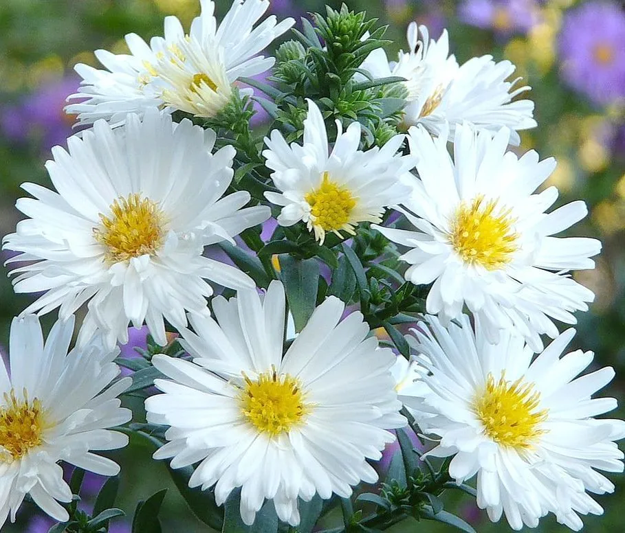 Астра новобельгийская "White Ladies"