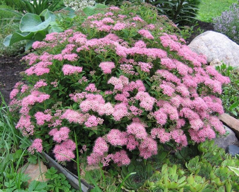 Спирея японская (Spiraea japonica) "Nana"