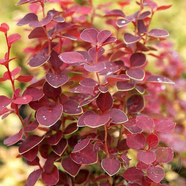 Барбарис Тунберга (Berberis thunbergii) «Chicquita»