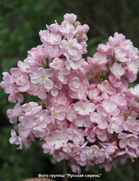 Сирень обыкновенная «Милосердие»