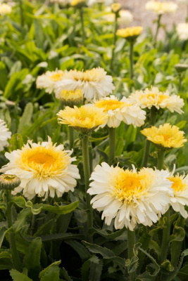 Нивянник наибольший (Leucanthemum) «Real Charmer»