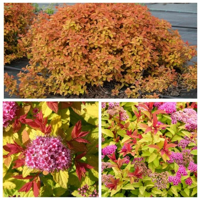 Спирея японская "Pink and Gold"