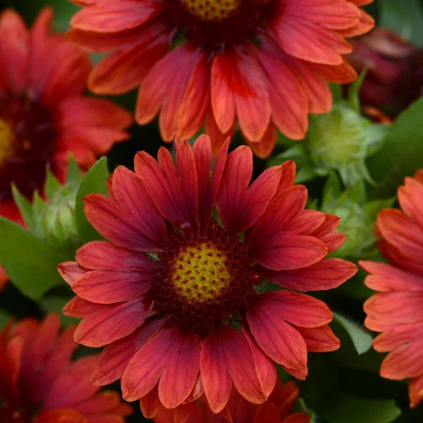 Гайлардия (Gaillardia) "Mesa Red"