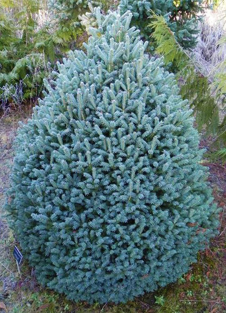 Ель колючая (Picea pungens) 'Scottie'