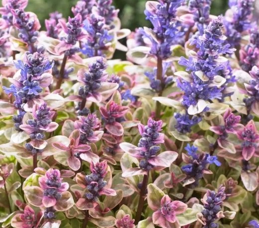 Живучка ползучая (Ajuga reptans) «Princess  Nadia»
