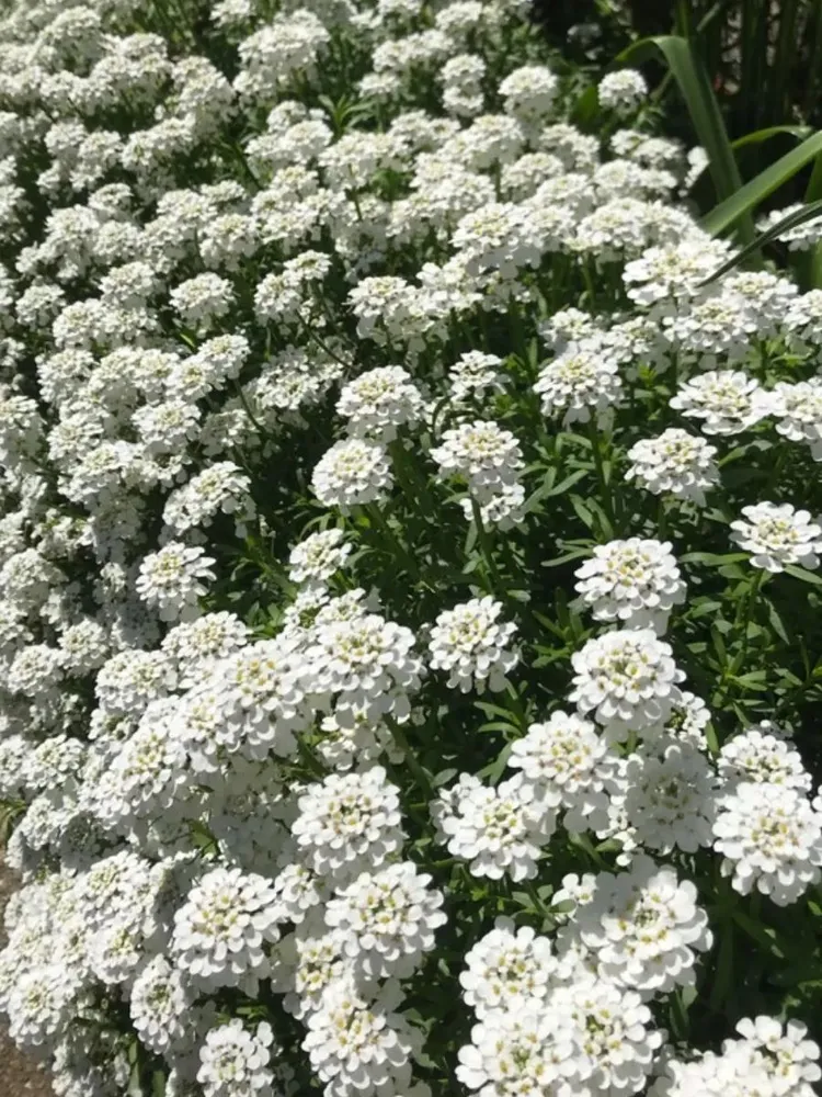 Иберис вечнозелёный (Iberis sempervirens) «Snowsurfer Forte»