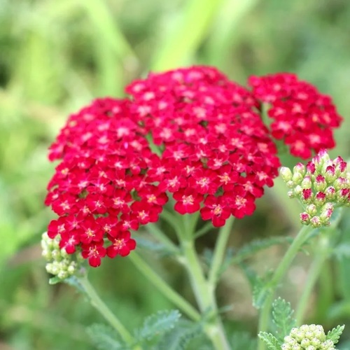 Тысячелистник обыкновенный (Achillea millefolium) «Flowerburst Red Shades»