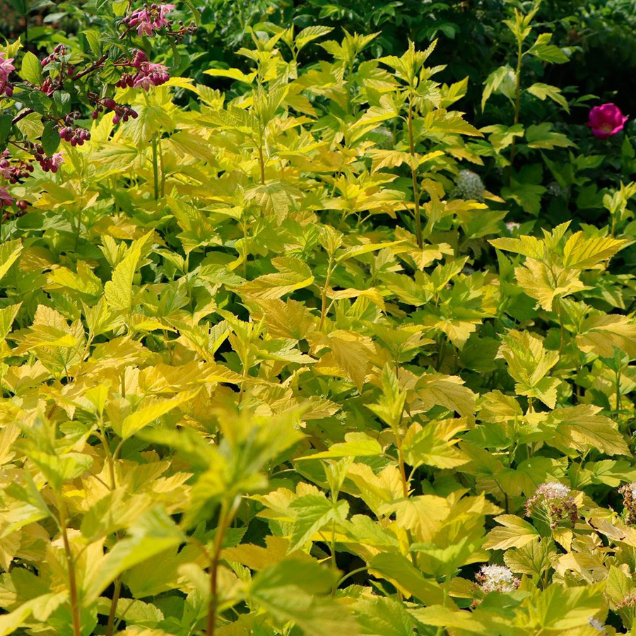 Пузыреплодник калинолистный (Physocarpus opulifolius)“Dart`s Gold”