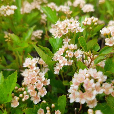 Пузыреплодник калинолистный (Physocarpus opulifolius)                       "Little Greeny"