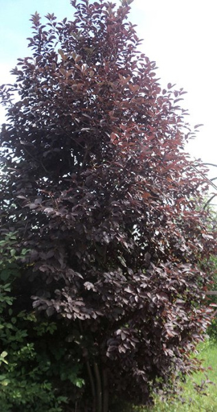 Черёмуха (Prunus padus) «Пурпурная свеча»