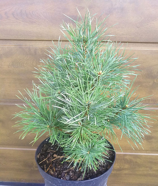 Сосна обыкновенная (Pinus sylvestris) 'Schuch'