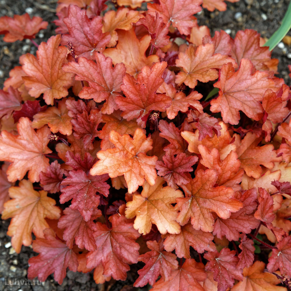 Гейхера (Heuchera) «Peach Flambe»