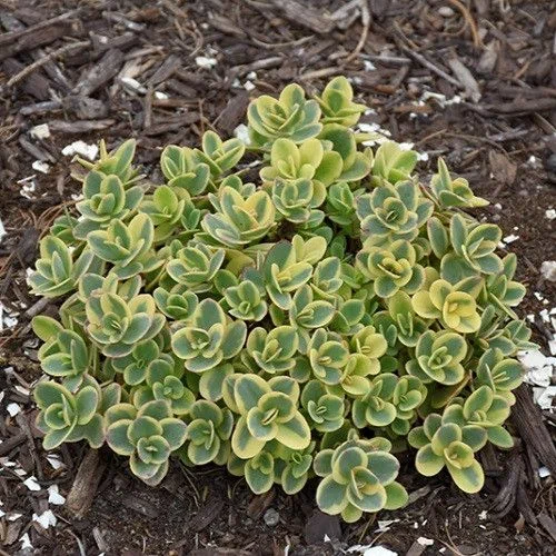 Очиток (Sedum) «Sun Sparkler Lime Twister»