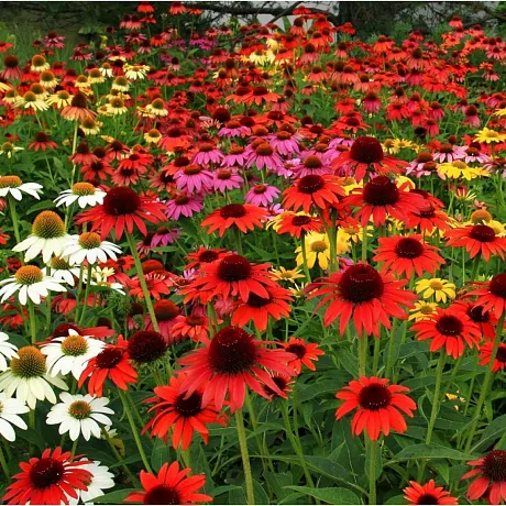 Эхинацея (Echinacea) «Cheyenne Spirit»