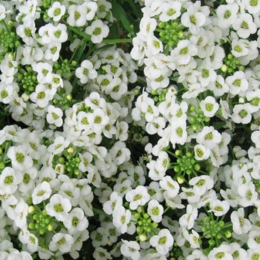 Алиссум морской(Lobulariamaritima)«Easter Bonnet White»