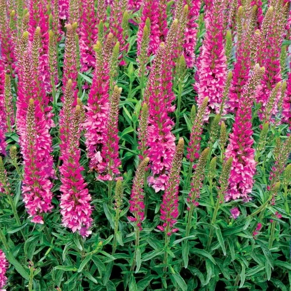 Вероника длиннолистная (Veronica longifolia) «Ronica Fuchsia»