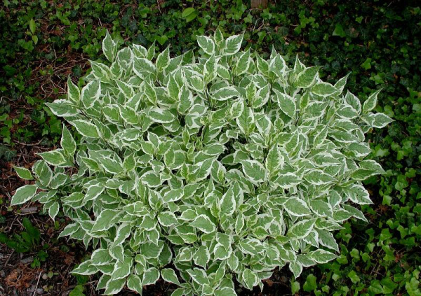 Дерен белый         (Cornus alba)“Ivory Halo”