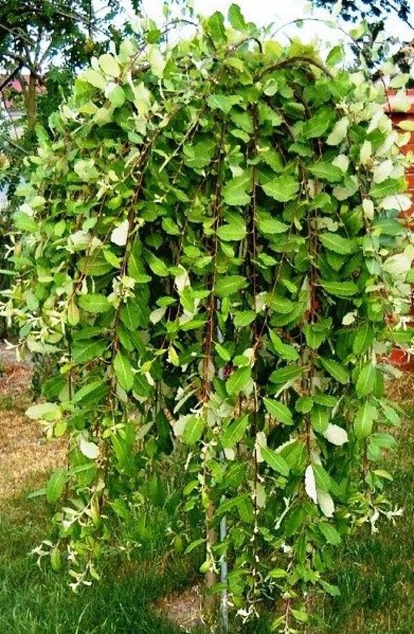 Ива козья «Kilmarnock»