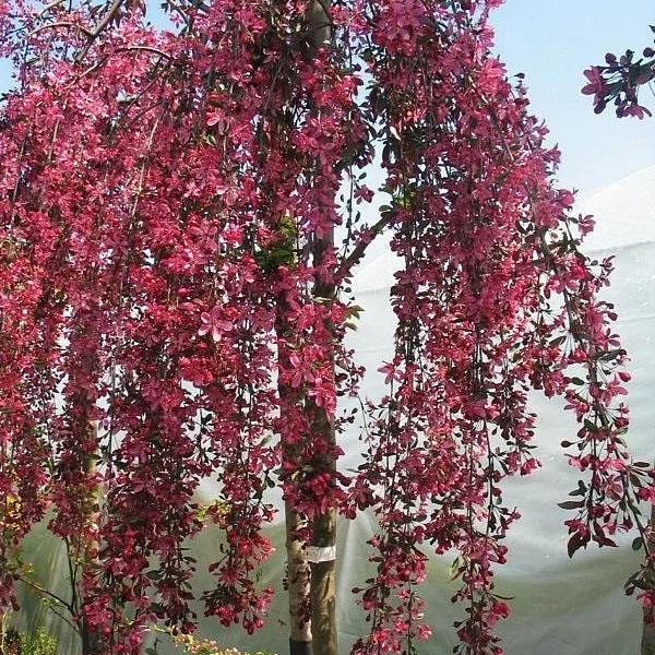 Яблоня плакучая