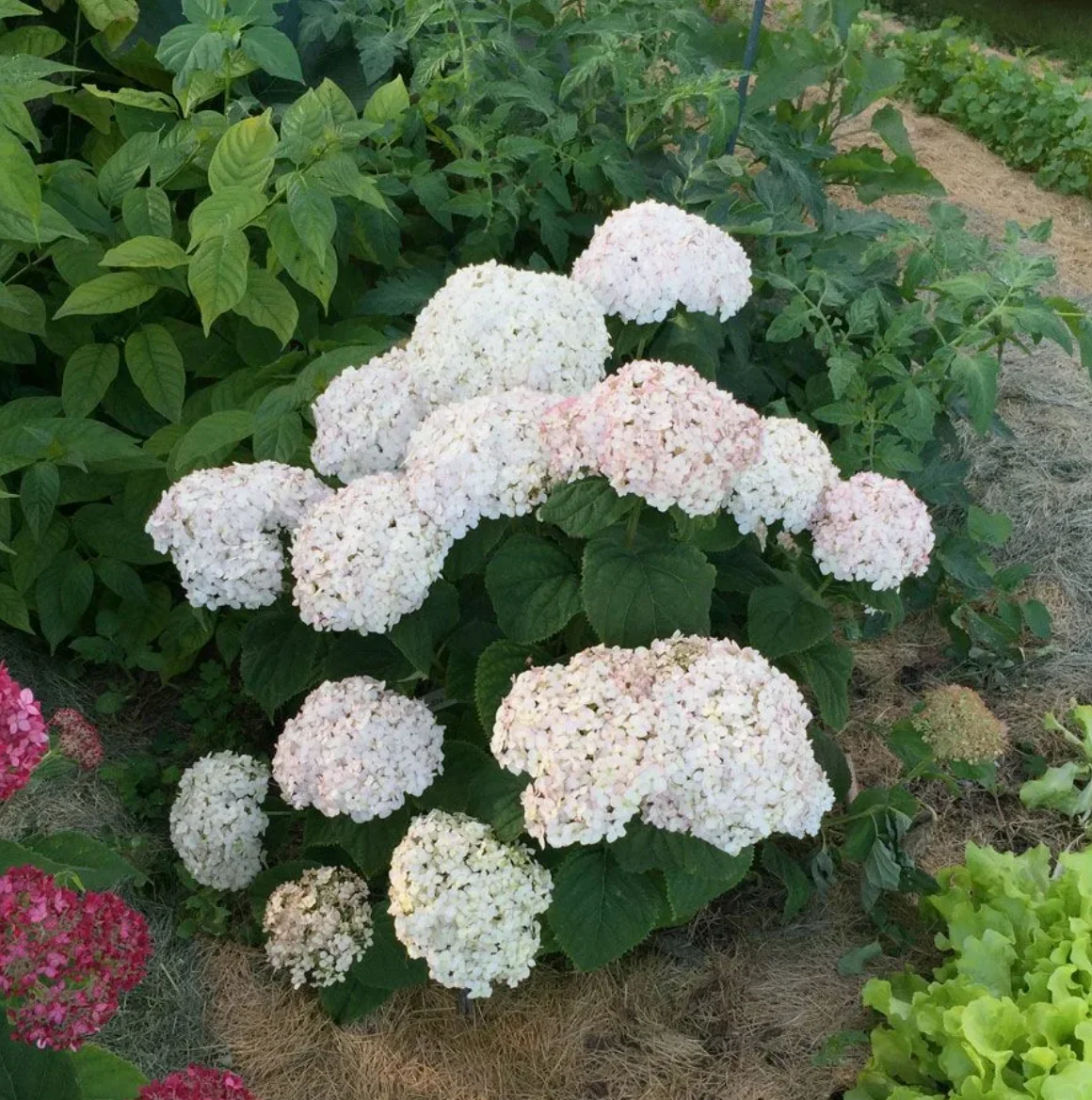 Гортензия древовидная (Hydrangea arborescens) «Candybelle Minibell»