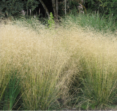 Щучка (Луговик) Goldschleier