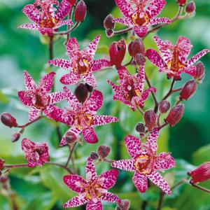 Трициртис длинноножковый