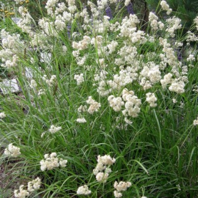 Ожика снежно-белая (Lucius)