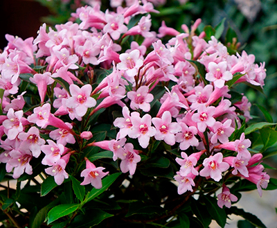 Вейгела "Pink Poppet"