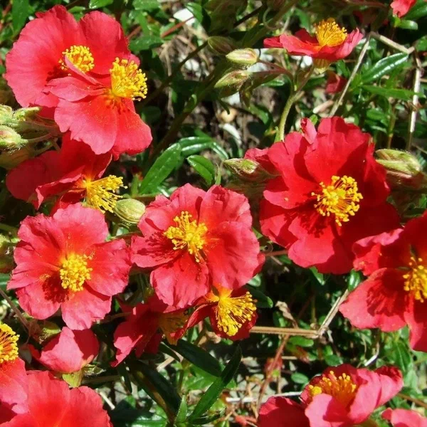Лапчатка кустарниковая (Potentilla fruticosa) “Red Joker”