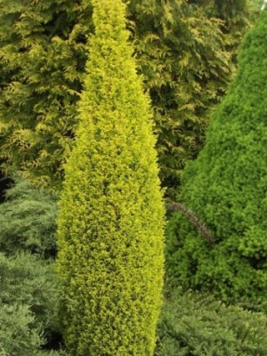 Можжевельник обыкновенный (Juniperus communis) "Suecica Aurea"