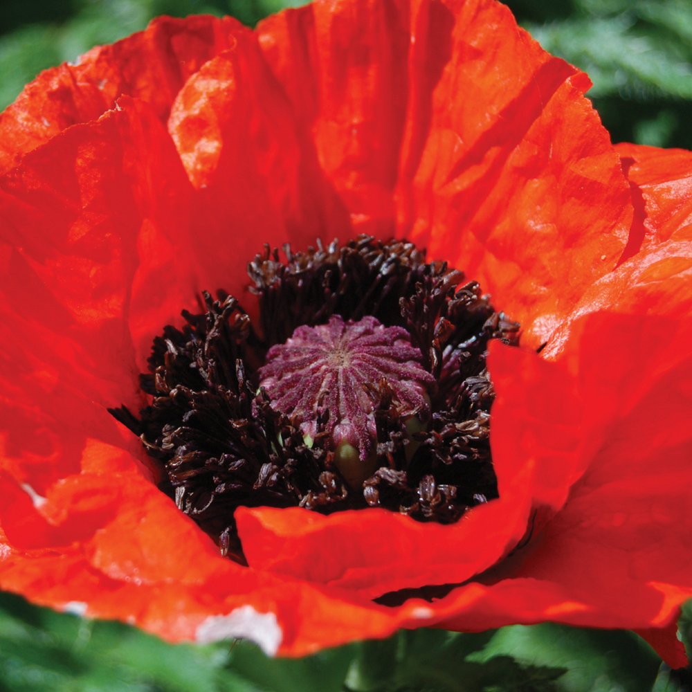 Мак восточный (Papaver)“Beauty of Livermere ”
