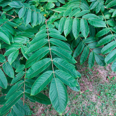 Орех маньчжурский (ком) 