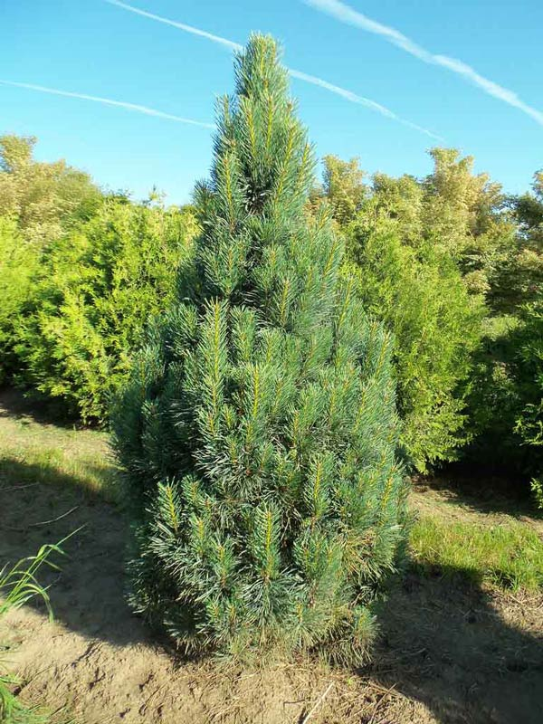 Сосна обыкновенная (Pinus sylvestris)«Fastigiata»