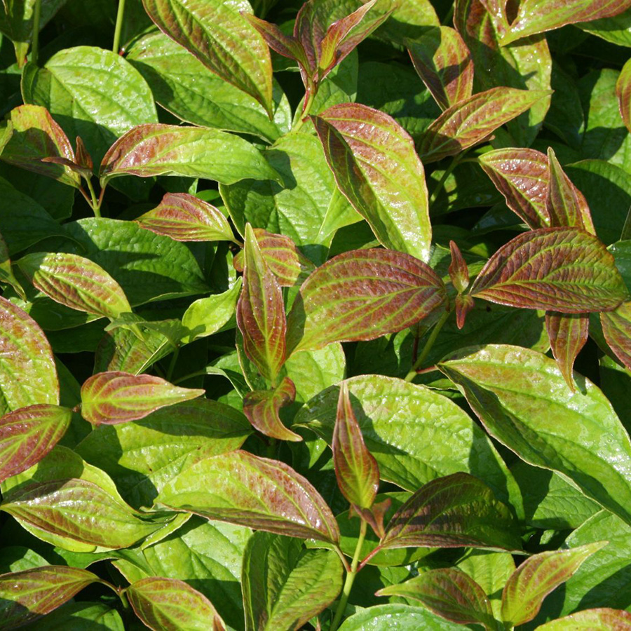 Дерен белый               (Cornus alba)  "Kesselringii"